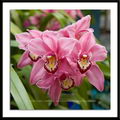 cymbidium Orchid